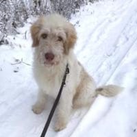 Kenobi hübscher Wuschelmix, Hund zur Adoption