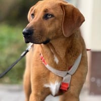 Gonul  ein Blickfang, Hündin zur Adoption