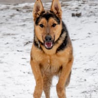 Fabio, pies do adopcji