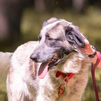 Amigo, pies do adopcji