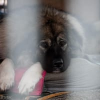 Yuna, suczka do adopcji