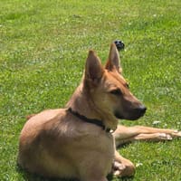 June, chienne à adopter