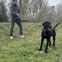 Olsen, pies do adopcji