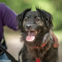 Skittles, pies do adopcji