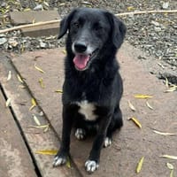 MIRA, Hündin zur Adoption