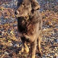 BONNIE - Zuhause gesucht, Hündin zur Adoption