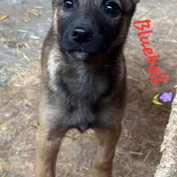 Bluebell sucht ihre Menschen, Hündin zur Adoption