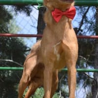 EVEL - Traumhund für Podi- Fans, Hund zur Adoption