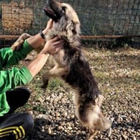 KAIA sucht eine Familie, Hündin zur Adoption