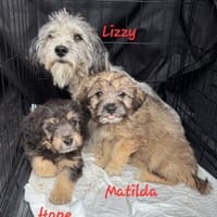 HOPE heißt Hoffnung..., Hündin zur Adoption