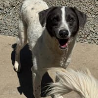 Zuhause gesucht für Dante, Hund zur Adoption