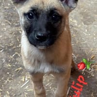 Tulip sucht ihre Menschen, Hündin zur Adoption