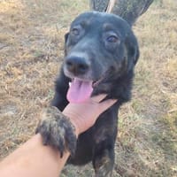 KELAINO -  Familienanschluss gesucht, Hund zur Adoption