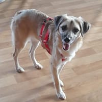ANGSTHUND sucht erfahrene Menschen, Hund zur Adoption