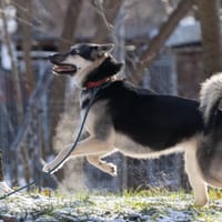 Manta, suczka do adopcji