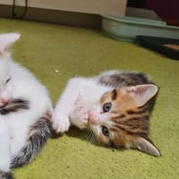 AMBRE, chatte à adopter
