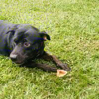 CAFFIE, chienne à adopter