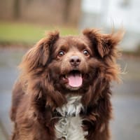 Tolek, pies do adopcji