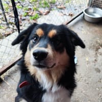 Zenek, pies do adopcji