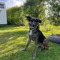 Penny, Hündin zur Adoption