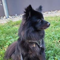 Mila sucht ein Zuhause, Hündin zur Adoption