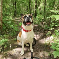 Steve, pies do adopcji