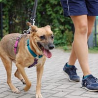 BUŁKA -  LUSIA, suczka do adopcji
