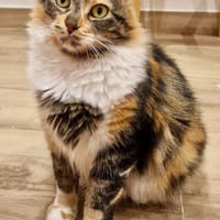 Amanda, chatte à adopter