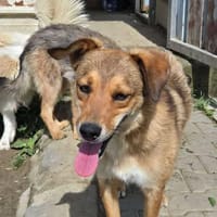 Coby, kleiner Mann sucht großes Zuhause, Hund zur Adoption