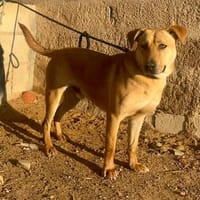 JOSELITO (Maria), chien à adopter