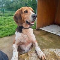 ROLEX QCN (réservé), chien à adopter