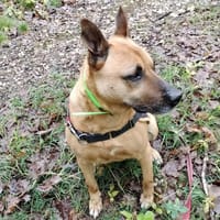 MALIE, chienne à adopter