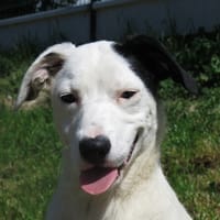 Choubaka, chien à adopter