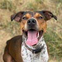 akira, chienne à adopter