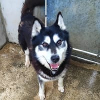 Ilky, chien à adopter