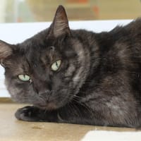 Gaspard PAB27166, chat à adopter