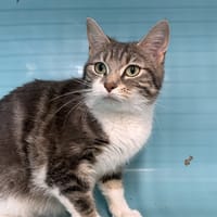 TERMIK, chatte à adopter
