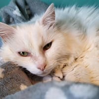 blanche, chatte à adopter