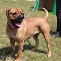 ROSALITA, chienne à adopter