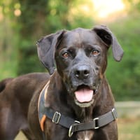 Oggy, chien à adopter