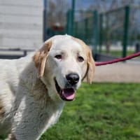 VOLVO, chien à adopter