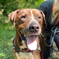 koska, chien à adopter