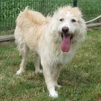 MAX, chien à adopter