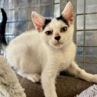 Mimichat, chat à adopter