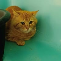 ESPERLUETTE QCT, chat à adopter