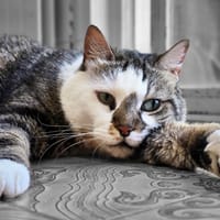 Mickey, chat à adopter