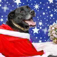 Noctis, chien à adopter