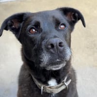 Noctis, chien à adopter