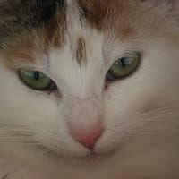 TANITH, chatte à adopter