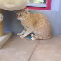 LATTE CT, chat à adopter